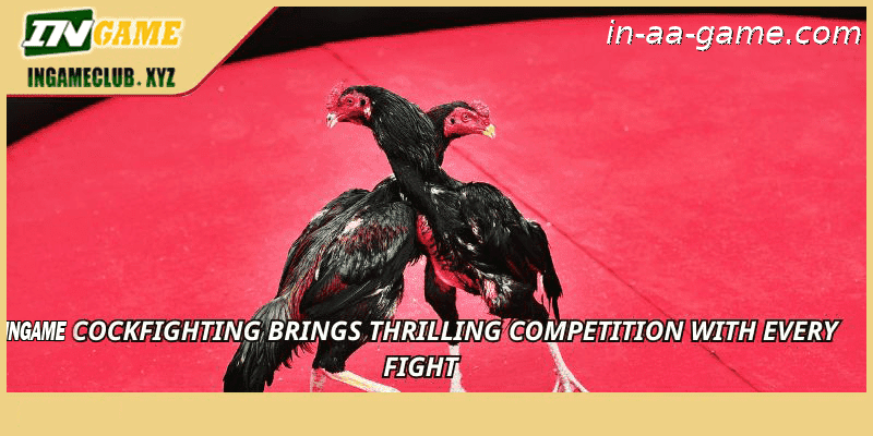 AAGAME Cockfighting brings thrilling competition with every fight