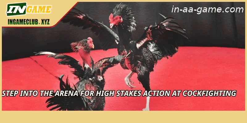 Step into the arena for high stakes action at Cockfighting